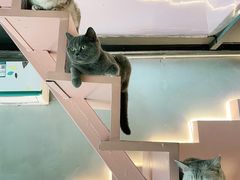-猫儿山۰猫主题餐厅