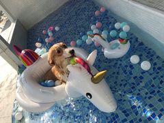 -BABYDOG宝贝狗宠物乐园(欧洲城店)
