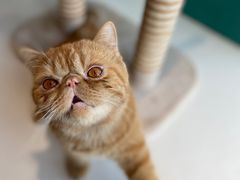-飞行喵MR PILOT|猫舍·猫咖(静安大融城店)