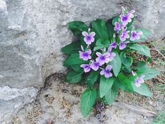 -香山公园