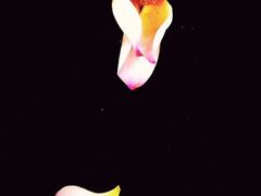 -桤木河湿地公园