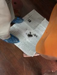 -龙文宝贝上门婴儿理发满月剃胎毛(黄浦店)