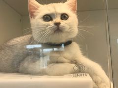 -lincat·猫舍(广州店)