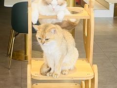 -飞行喵MR PILOT|猫舍·猫咖(静安大融城店)