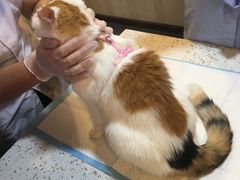 -宠爱国际动物医院·消化内科·心肾内科·ISFM猫友好(望京店)