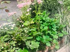 -Jo's Garden