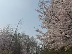 -武汉大学-樱园