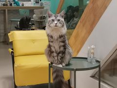 -猫在这儿猫咪咖啡馆·撸猫馆