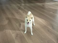 -瑞派宠物医院·犬猫全科·猫友好(宾水西道店)