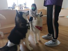 -Husky Go! 哈士奇体验馆·宠物咖啡厅狗咖