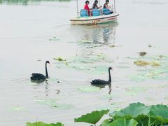 -白洋淀景区