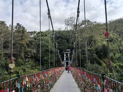 -西双版纳原始森林公园