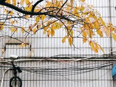 -六广门毛阿姨糯米饭