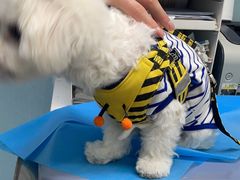 -纳吉亚猫专科动物诊疗中心(蒋宅口分院)