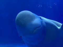 -多彩贵州城极地海洋世界