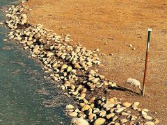 -北京麋鹿生态实验中心