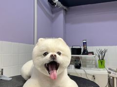 -Oh My Dog宠物沙龙(伊珊娜皮毛护理店)