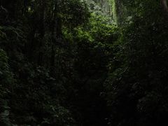 -西双版纳原始森林公园