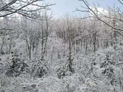 -黄椅山火山森林公园