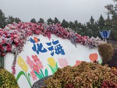 -荷兰花海
