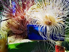 -太平洋海底世界