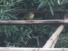 -成都大熊猫繁育研究基地