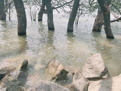 -宝安西湾红树林湿地公园