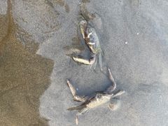 -启东黄金海滩景区