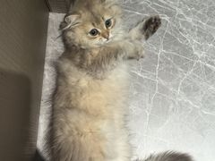 -博特宠物医院24h犬猫全科.骨科·异宠
