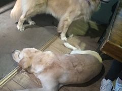 -百好乐宠物友好餐厅(朝外大街店)