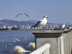 -滇池海埂公园