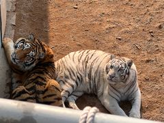 -西霞口神雕山野生动物世界
