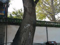 -蓬莱阁景区