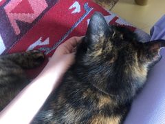 -Sirena海妖日咖夜酒