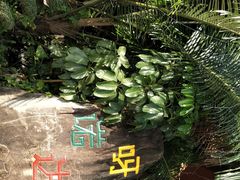 -呀诺达热带雨林