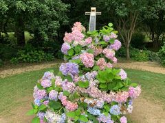 -上海共青森林公园