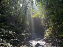 -莫里热带雨林景区