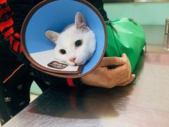 -米苏动物医院·犬猫专科·骨科外科内窥镜