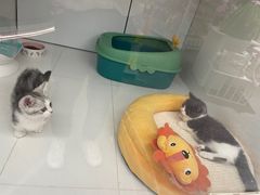 -1013 PET SHOP精品宠物商店(丁香店)