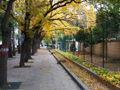 -三里屯东五街银杏大道