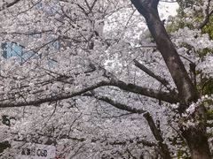 -玛格萝妮比萨屋(四平店)