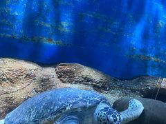 -大连圣亚海洋世界