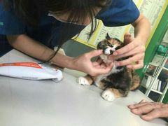 -瑞派动物医院·猫专科·至诚(江南中分院)