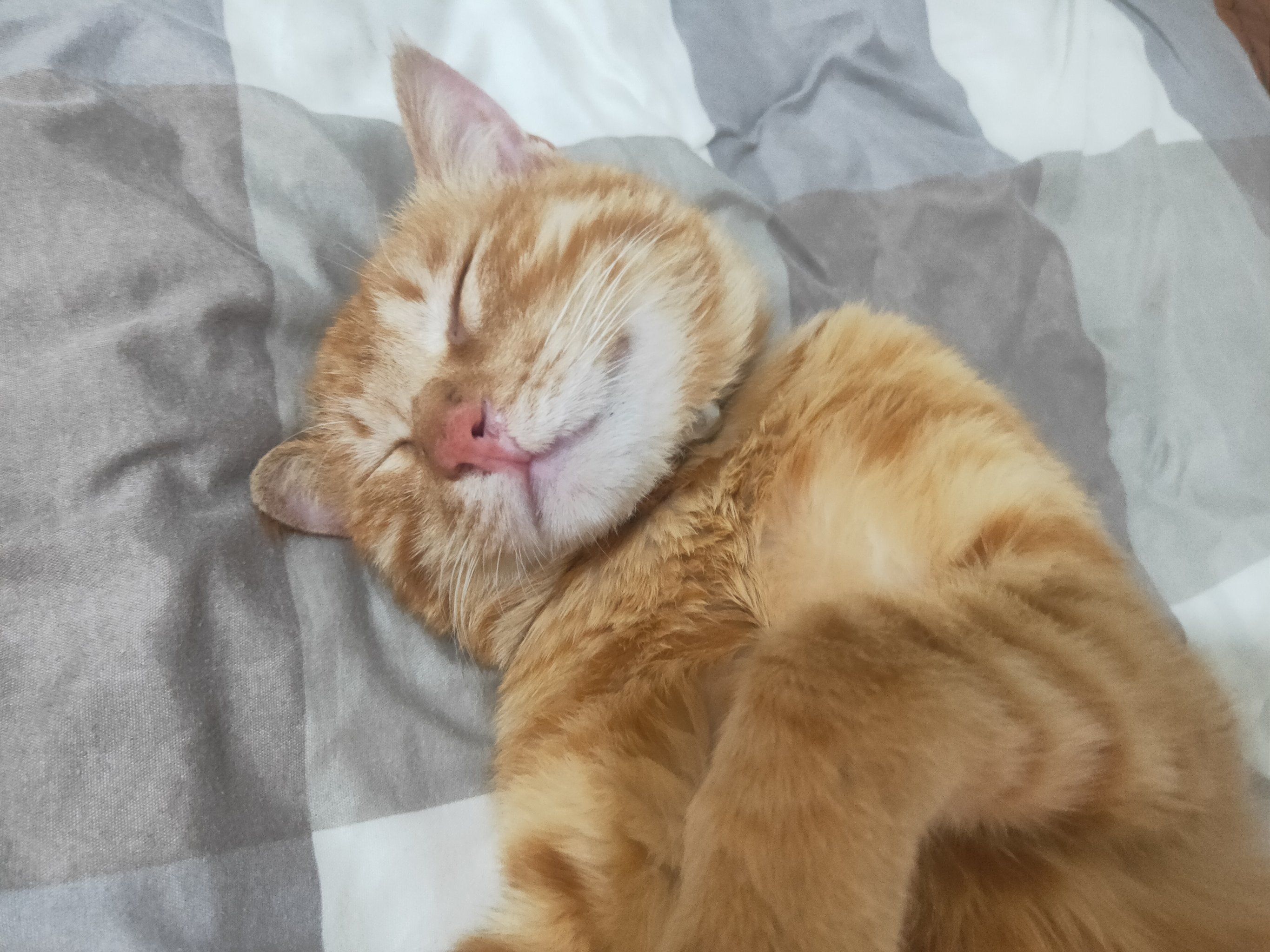 沉迷午睡的小橘猫