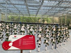 -建德果蔬乐园绪塘草莓基地