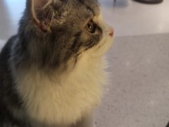 -飞行喵MR PILOT|猫舍·猫咖(静安大融城店)