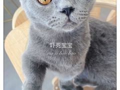 -飞行喵MR PILOT|猫舍·猫咖(静安大融城店)