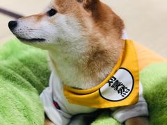 -逗柴咖啡屋·狗咖猫咖宠物桌游