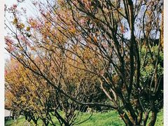 -铁山坪森林公园