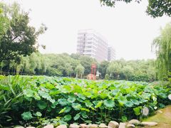 -陈家山荷花公园